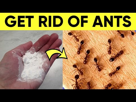 A Natural Way to Get Rid of Ants in House Permanently (In 1 Minute)