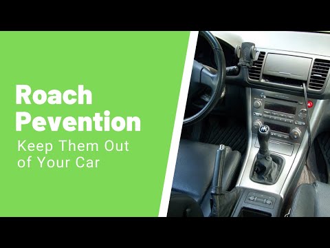 Roaches in Car – How to Get Rid of Roaches Inside Your Vehicle
