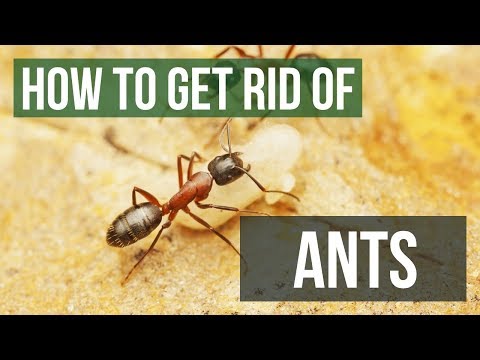 How to Get Rid of Ants | Kill Ants in Your Home, Yard, &amp; Garden [4 Easy Steps!]