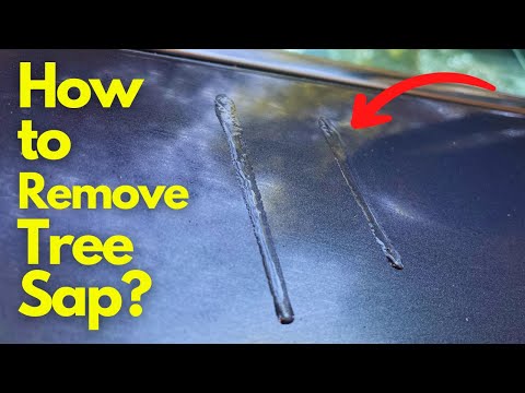 How to Erase Tree Sap in Seconds with These 5 Mind-Blowing Hacks!