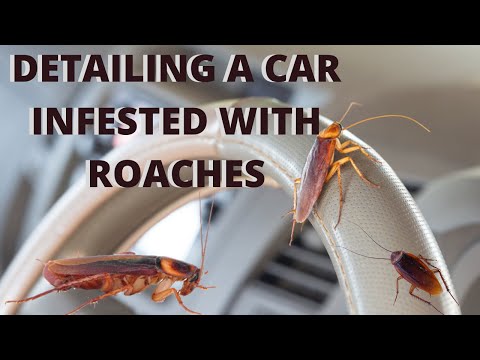 Detailing A Car Infested With Roaches WORST DETAIL EVER | Logan Price